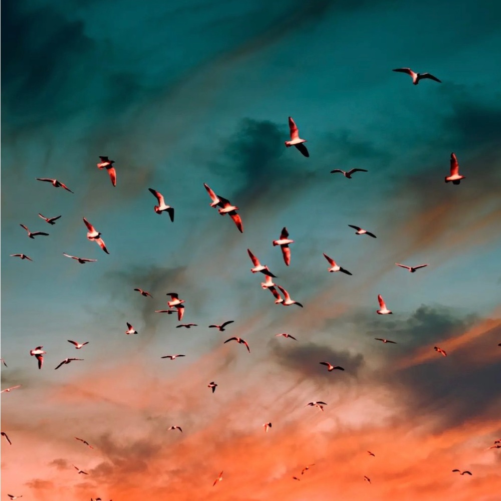 Meet your Posher, Devin